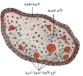 قطاع مستعرض لزغابة مشيمية