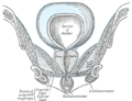 Secció anterior de la pelvis, a través de l'arc púbic.