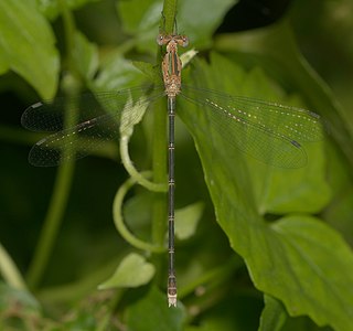 Lestes elatus (പെൺതുമ്പി)