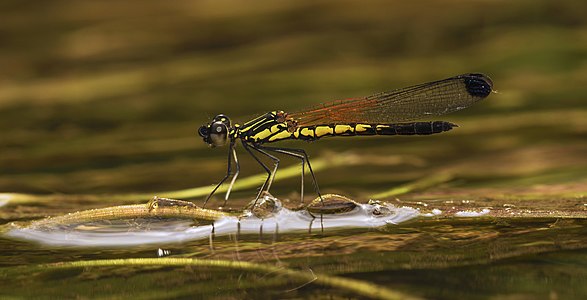 Libellago indica (ആൺതുമ്പി)