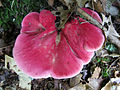 F. hepatica rozalie