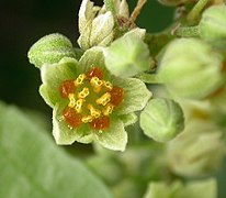 Flor de Kiggelaria africana.