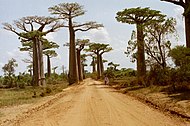 Adansonia grandidieri.