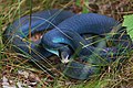 Adult blue racer, C. c. foxii