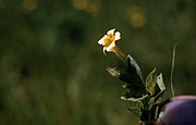 Flor de almiscre, Mimulus moschatus