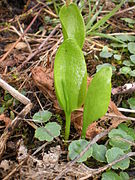 Vue d'une plante verte et de son feuillage