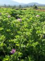 Palsamipelargoni (Pelargonium × graveolens)