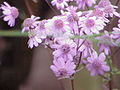 Pericallis cruenta