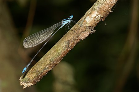 Caconeura ramburi (ആൺതുമ്പി)