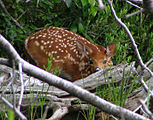 White-tailed Deer Fawn, Ricketts Glen State Park