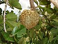 A. crassiflora fruit