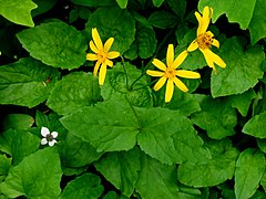 Arnica latifolia (Washington, États-Unis).