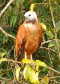 Black-collared hawk