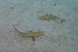 Deux jeunes requins pointe noire (Carcharhinus melanopterus) sur un bord de plage