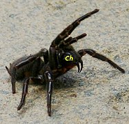 La mygalomorphe Atrax robustus en posture d'intimidation ; ses puissantes chélicères sont bien adaptées à l'attaque et à la traction.