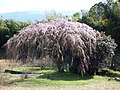 古田の枝垂れ桜