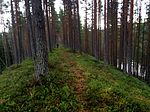 En typisk vandring längs Lägstaån sker uppe på höga moränåsar.