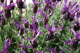 Lavandula stoechas (Córsega - França)