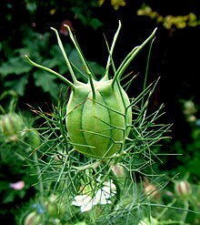 Nigella damascena seed capsule1.jpg