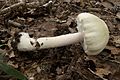 Agaricus abruptibulus