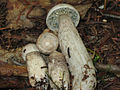 Leccinum niveum