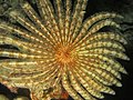 Stephanometra indica (Crinoïdeu)