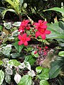 Flowers in the Conservatory