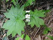 Diphylleia grayi サンカヨウ