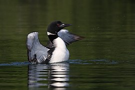 Gavia immer (Gaviiformes).