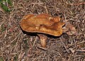 !!!Paxillus involutus!!!