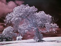 Haut : arbre photographié sur une longueur d'onde proche de l'infrarouge. Bas : même arbre, dans le spectre visible.