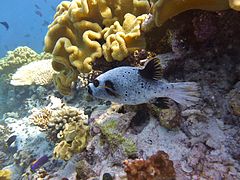 Un poisson-ballon à taches noires (Arothron nigropunctatus)