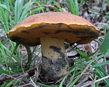 Suillellus queletii