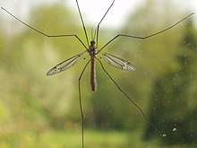 Crane fly on window.JPG