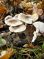 Tricholoma terreum