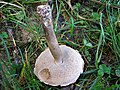 Leccinum aurantiacum