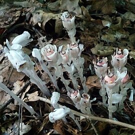 M. uniflora