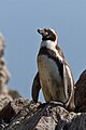 Pingwin Humboldta Humboldt Penguin Humboldt-Pinguin