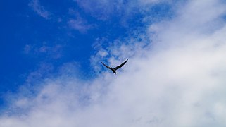 Sternes volant au-dessus du parc.