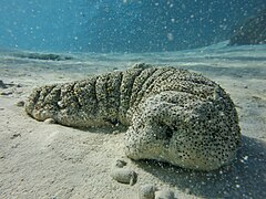 Une holothurie trompe d'éléphant (Holothuria fuscopunctata)