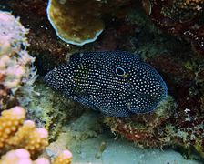 Un poisson-comète à longues nageoires (Calloplesiops altivelis)