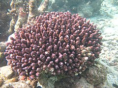 Acropora humilis