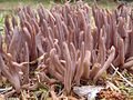 Alloclavaria purpurea