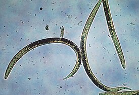 Одна взрослая и две молодые особи Caenorhabditis elegans