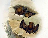 Hipposideros cervinus