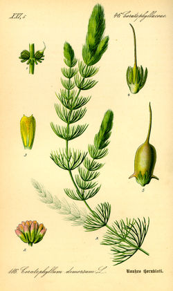 Iegrimusī raglape (Ceratophyllum demersum)