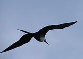 Magnificent Frigatebird - Bahia Honda State Park