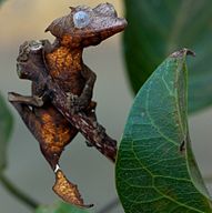 Geckoödlan Uroplatus ebenaui, endemisk för Madagaskar.