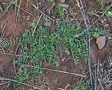 Bergia trimera (hábito).