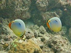 Un couple de poissons-papillons à trois bandes (Chaetodon trifasciatus)